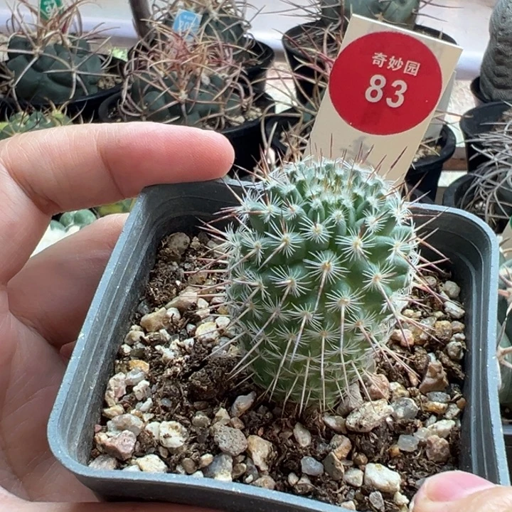 实生特选长刺白王丸2.9cm