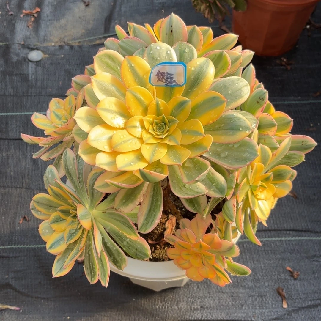 花好月又圆202510