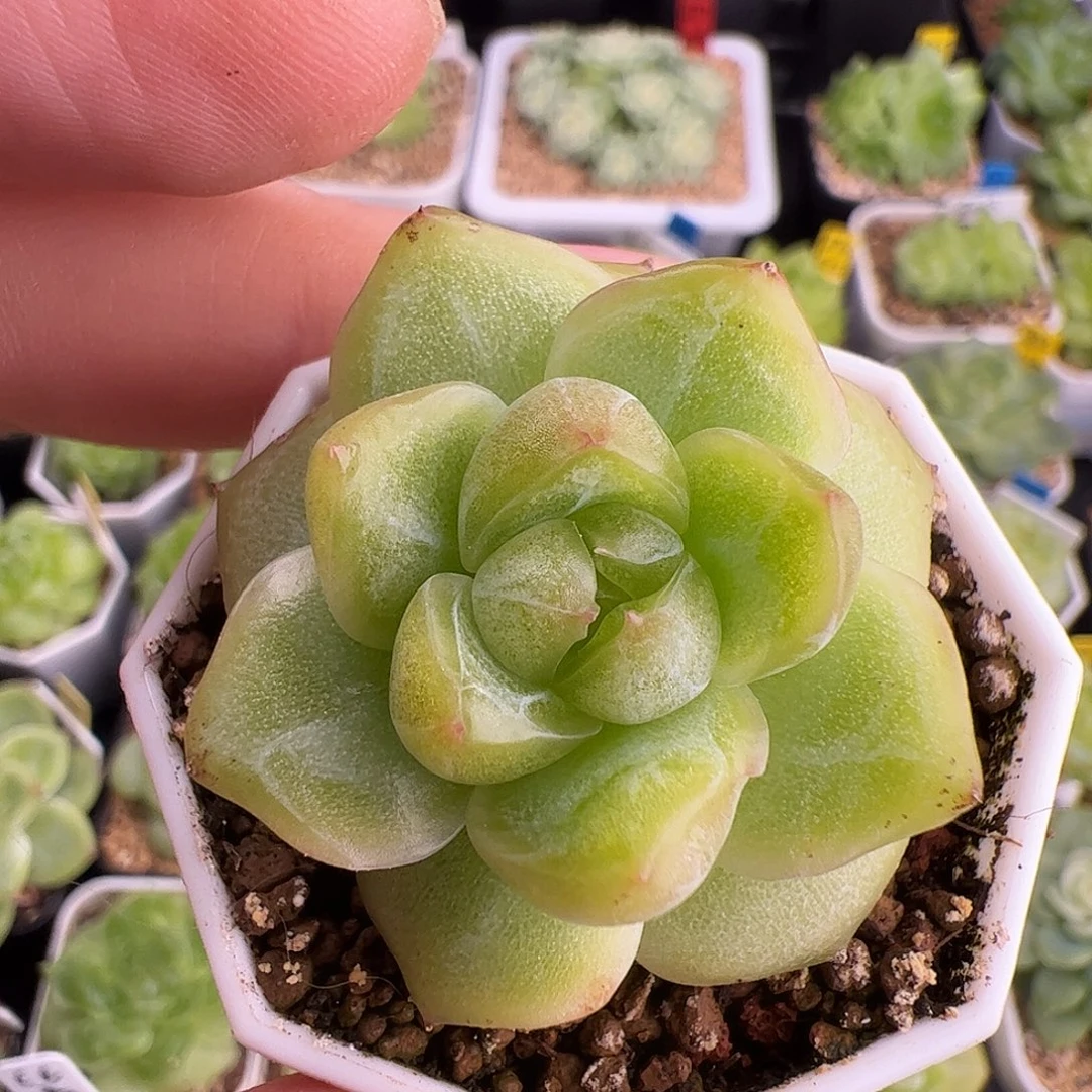珍妮福利021啦啦啦