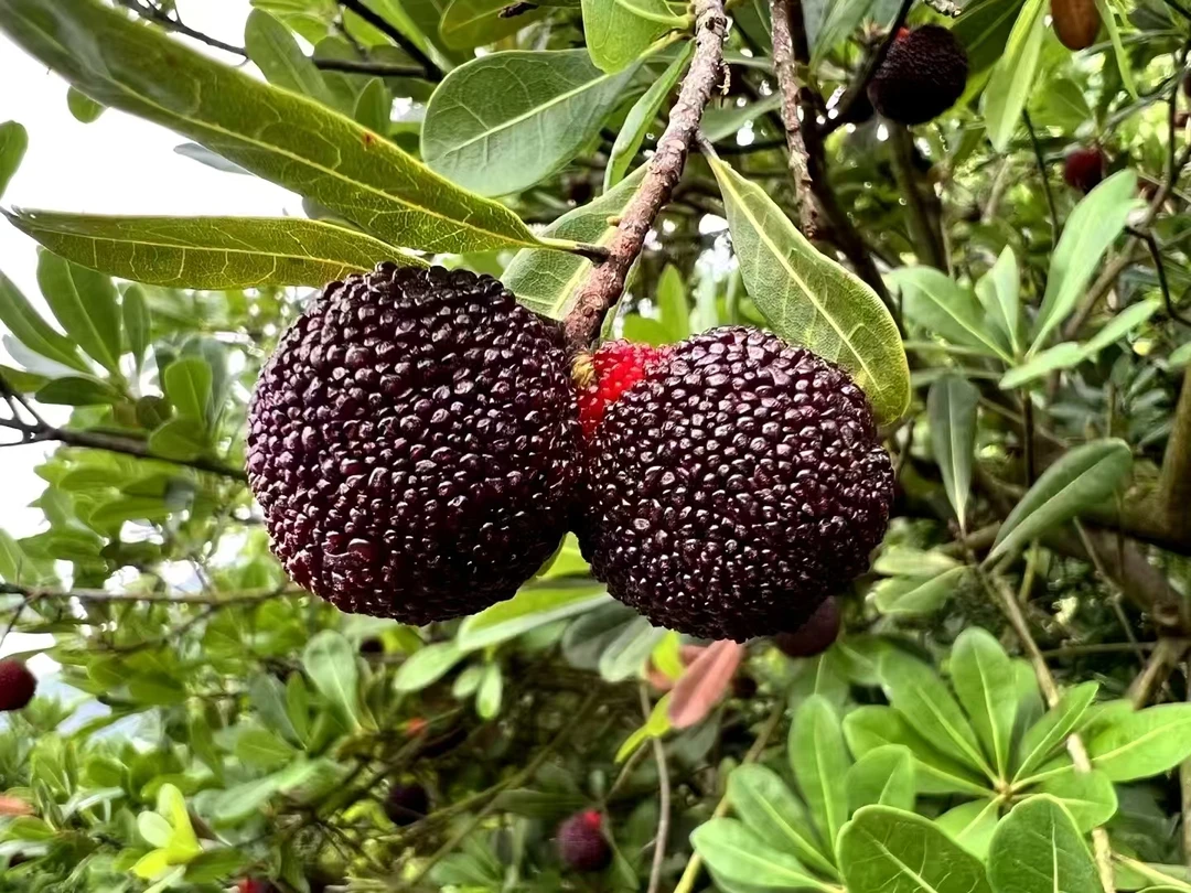 西胪内輋大粒酥杨梅