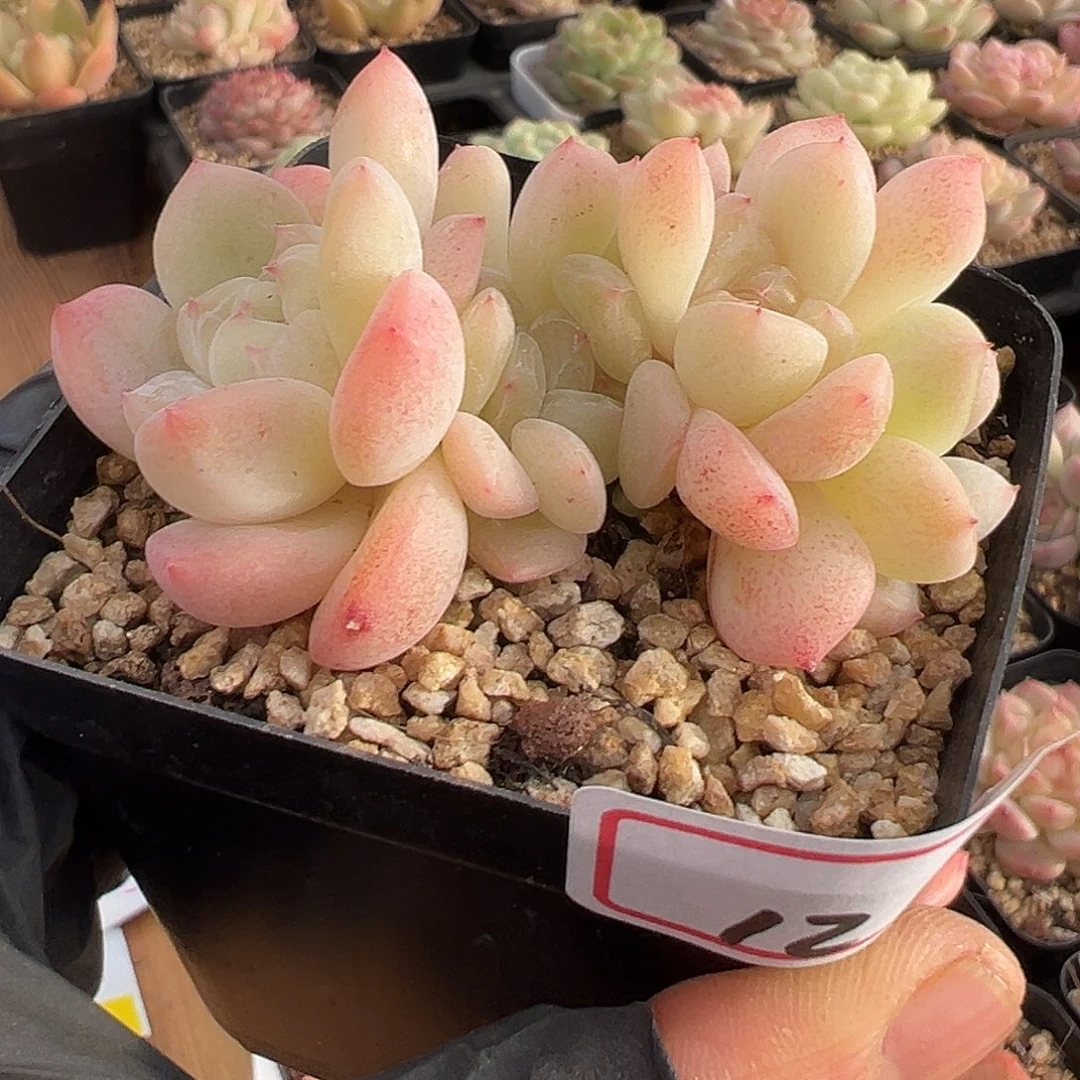 一物一拍链接，溏心六头群生