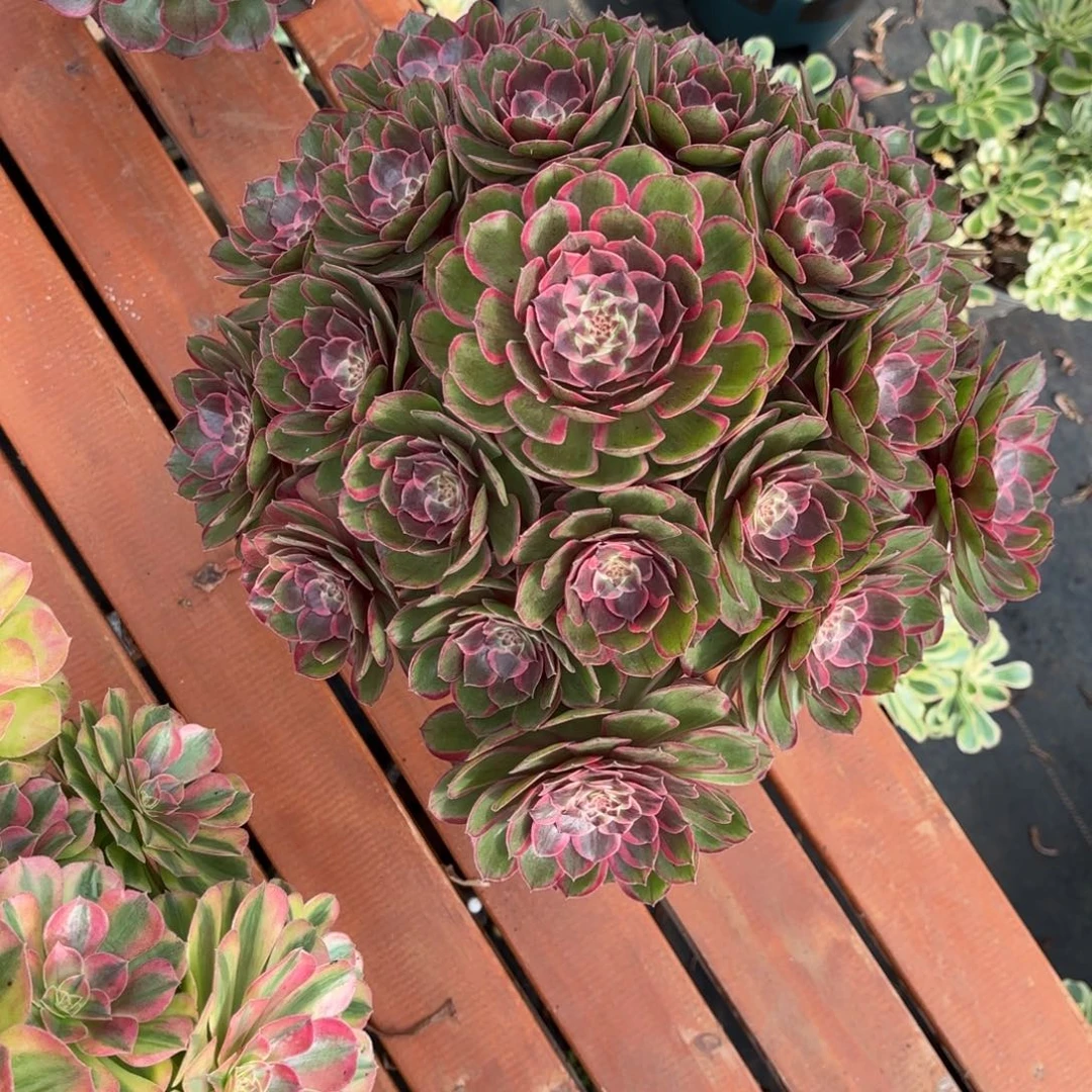 多肉法师粉花妖，发货