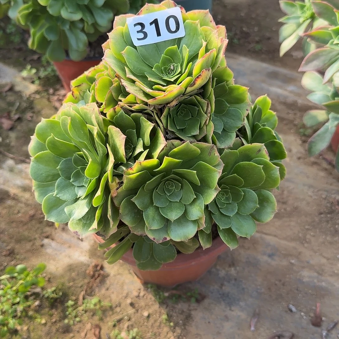 多肉植物金秋310号
