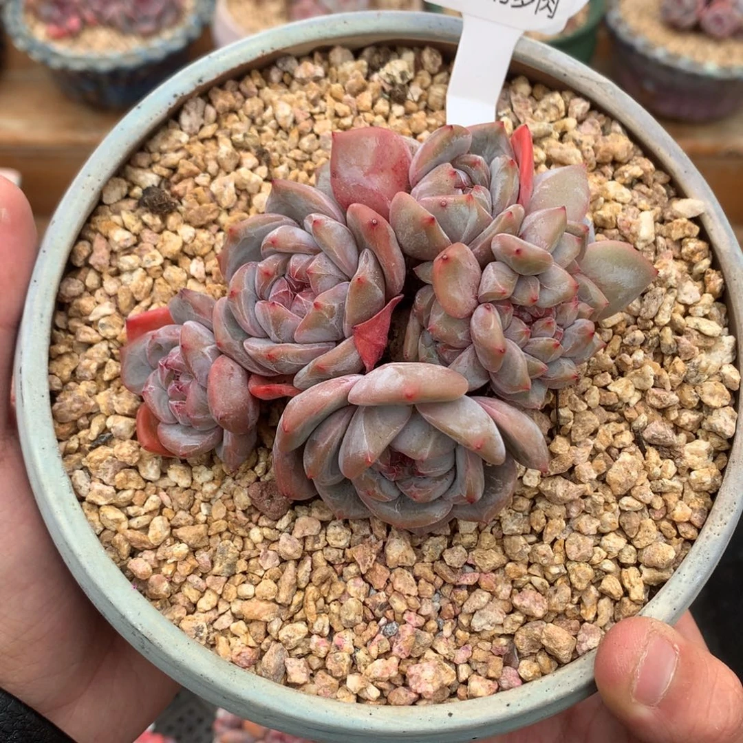 A0836 石榴籽老桩 群缀 有砍 10cm