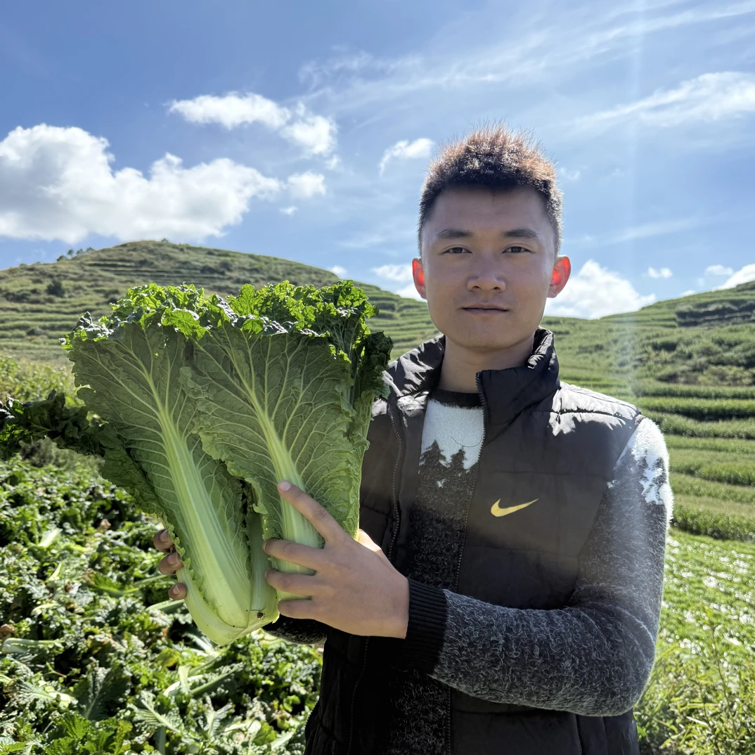 【顺丰包邮】露天农家肥种植青麻叶白菜火锅专用菜新鲜生鲜现坎蔬菜