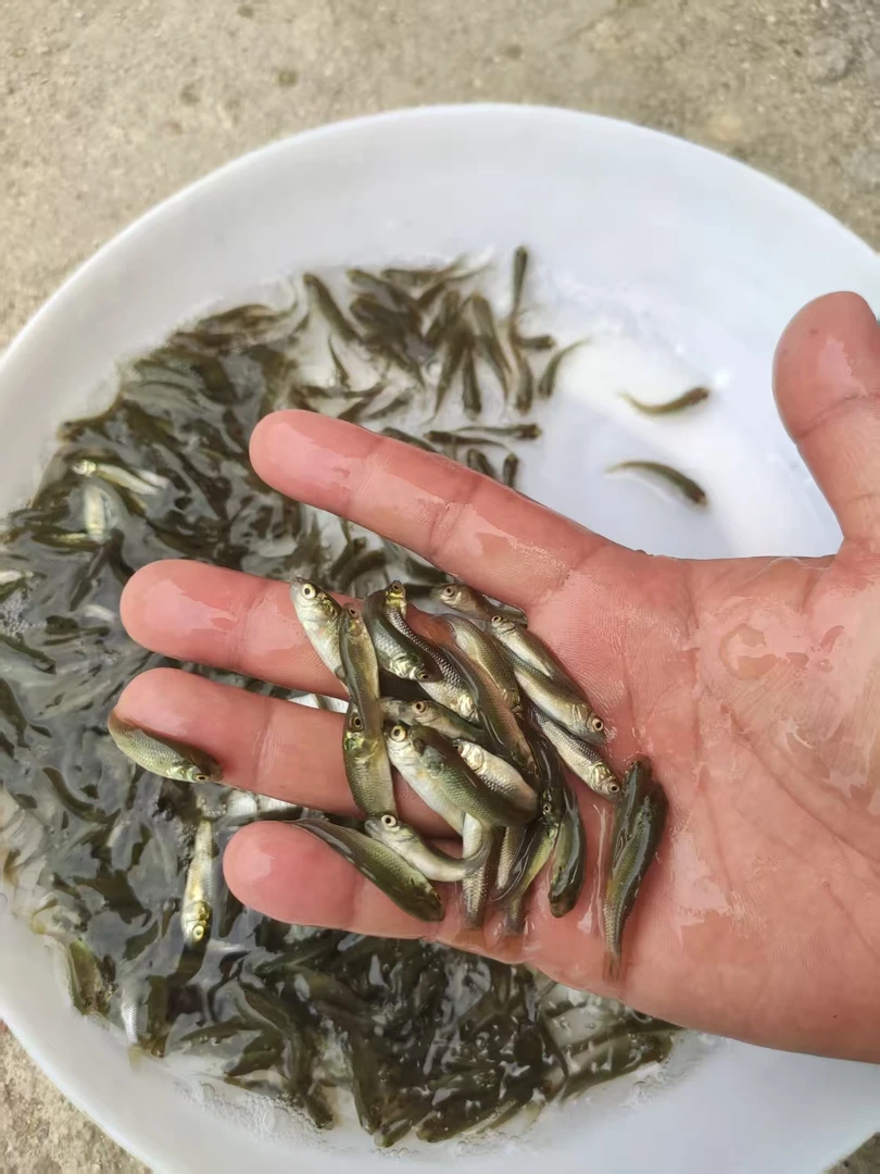 草鱼 观赏鱼 宠物鱼 吃草的鱼 四大家鱼