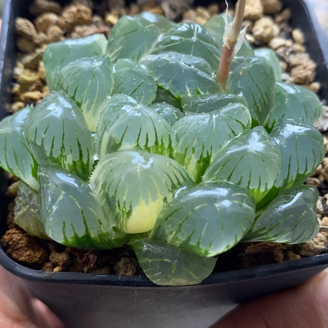 300实生玉露锦一物一拍