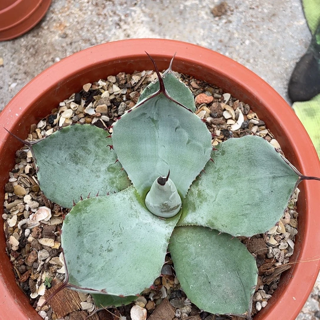 福克斯福利龙舌兰