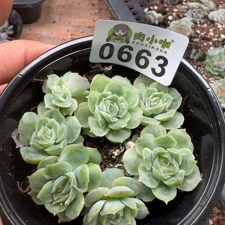 多肉植物多肉植物