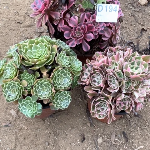 194是法师多肉植物