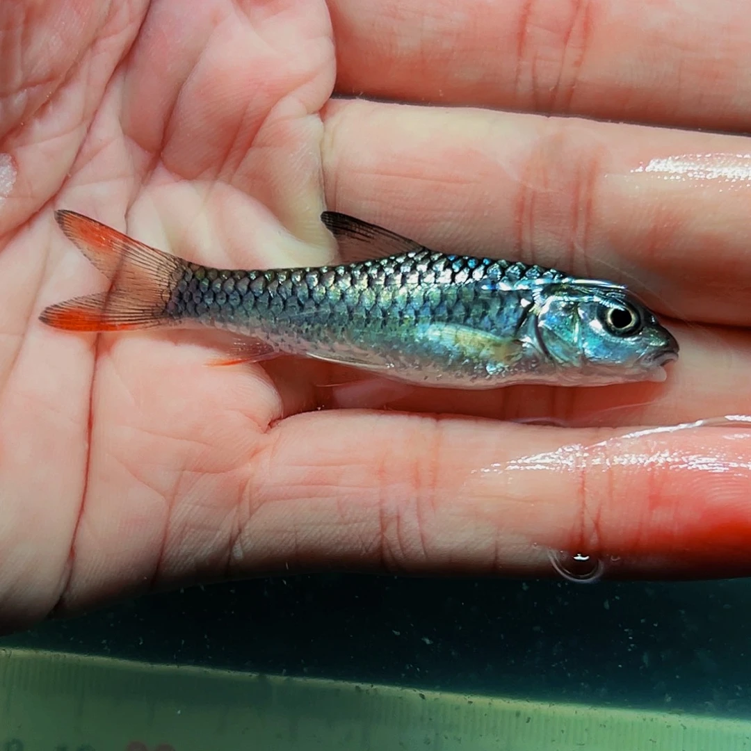 吉罗鱼蓝彩虹吉罗小苗子