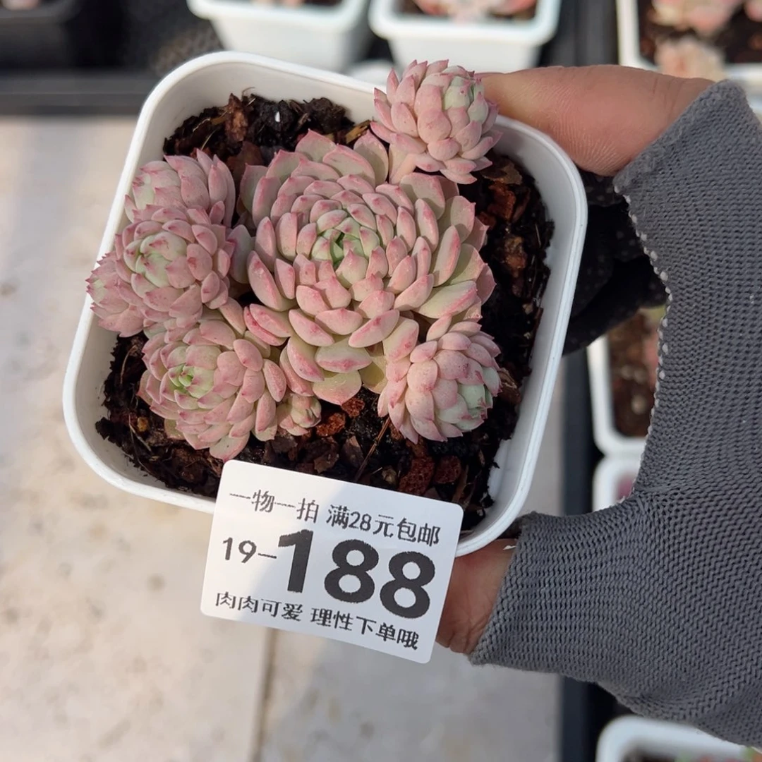 小粉梅多肉多肉多肉多肉
