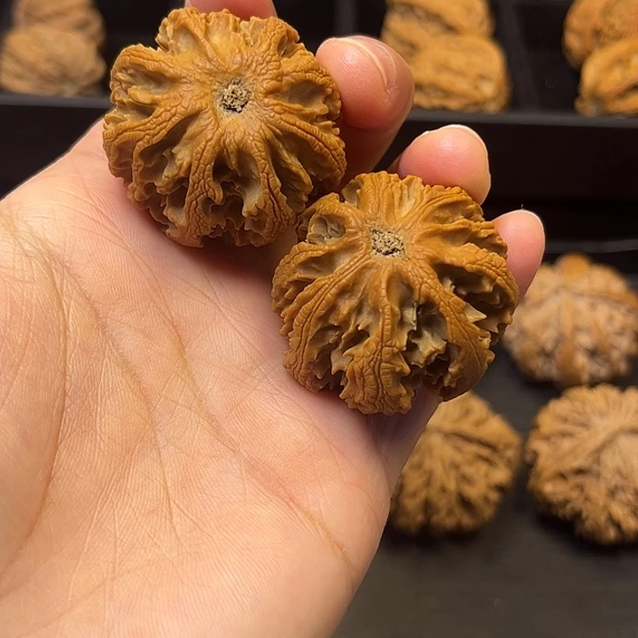 核桃秦岭突突突突突突突3