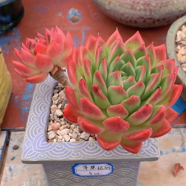 多肉苹果玛丽亚一物一拍