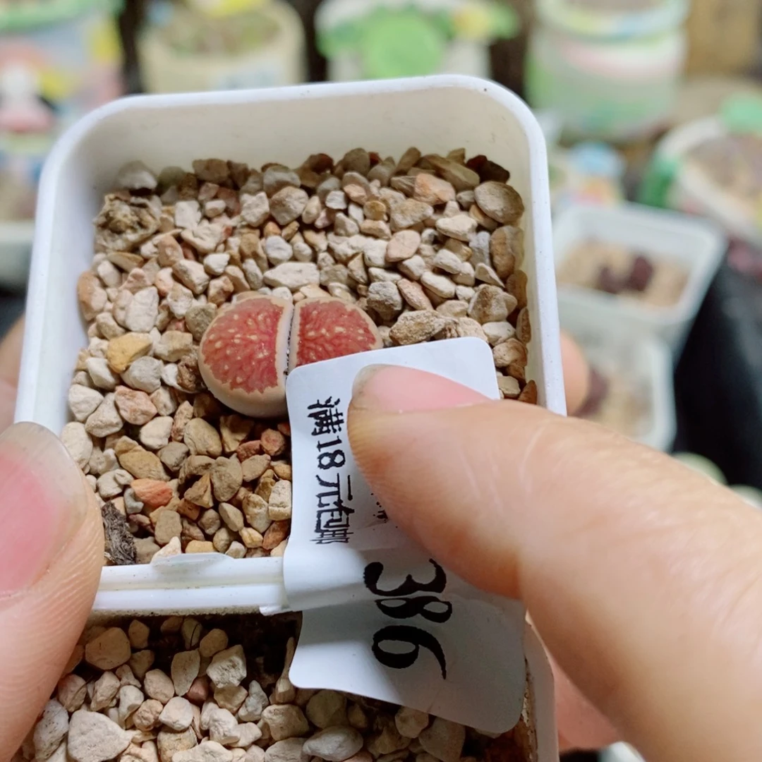 团***奶生石花花花花花花花386