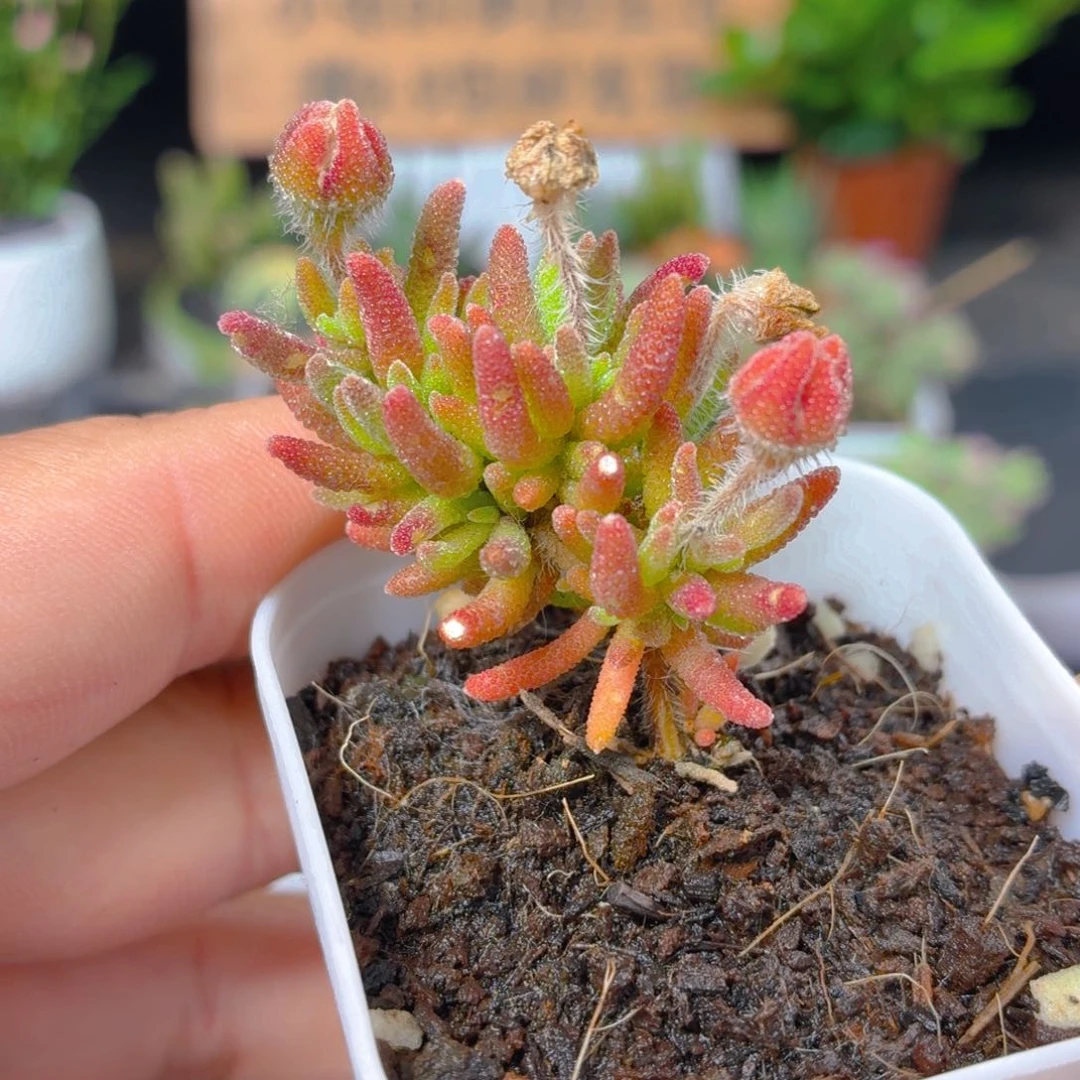 狐尾枝干9.9包邮发货