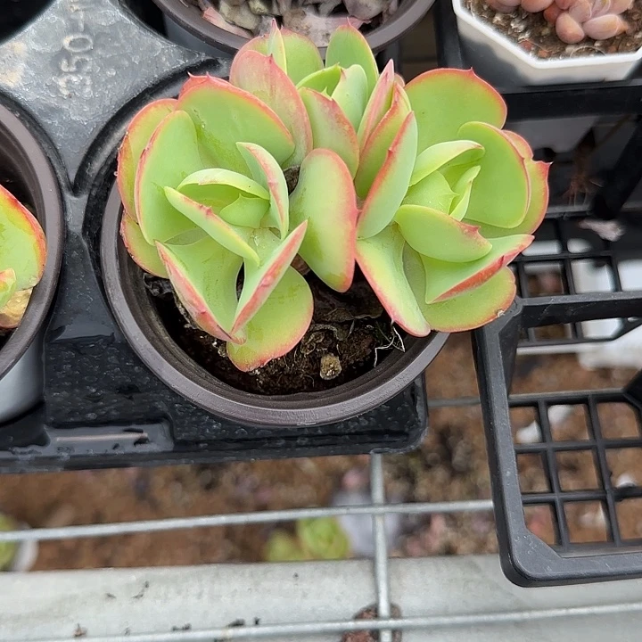 青蛙王子儿童牙膏11
