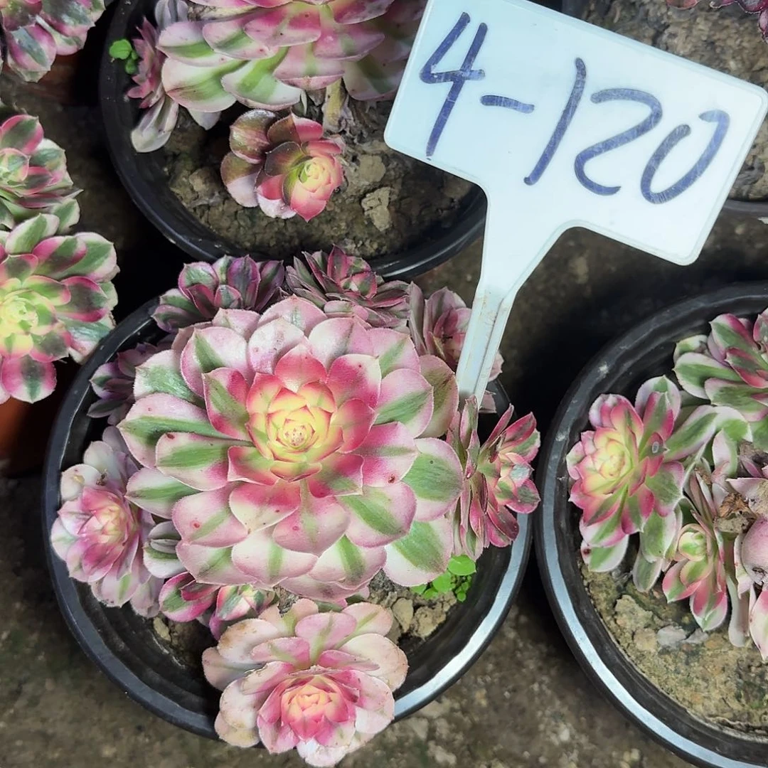 4-120倾城多肉法师多肉