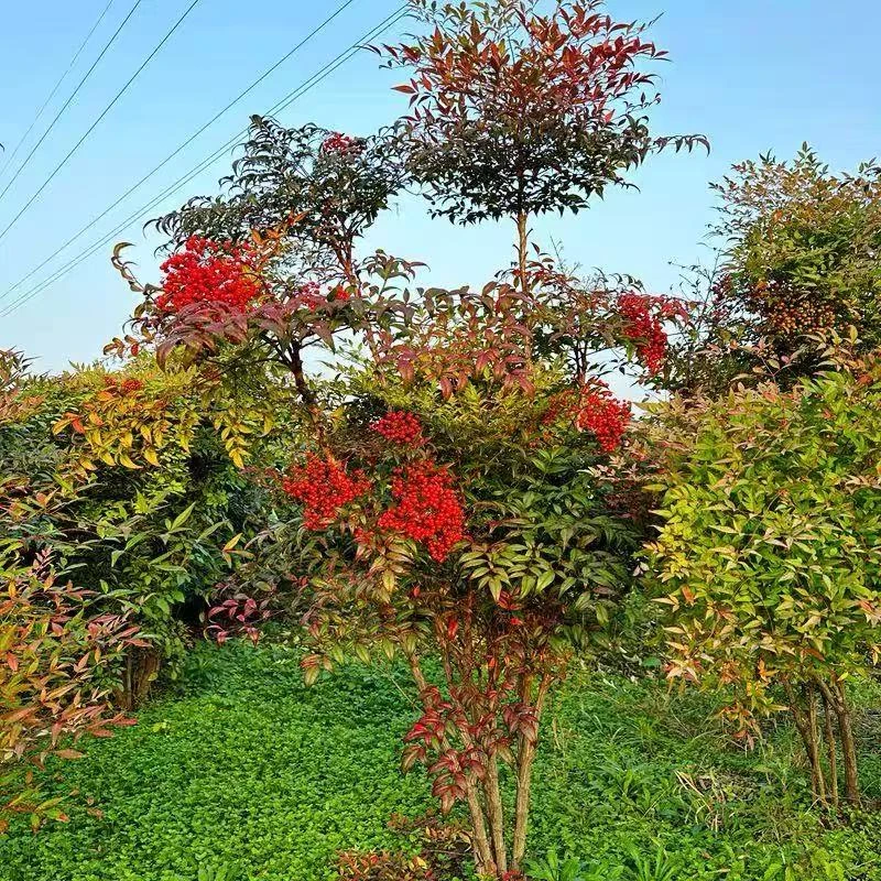 【南天竹】精品老桩丛生庭院造景室内绿植耐寒耐高温四季不落叶