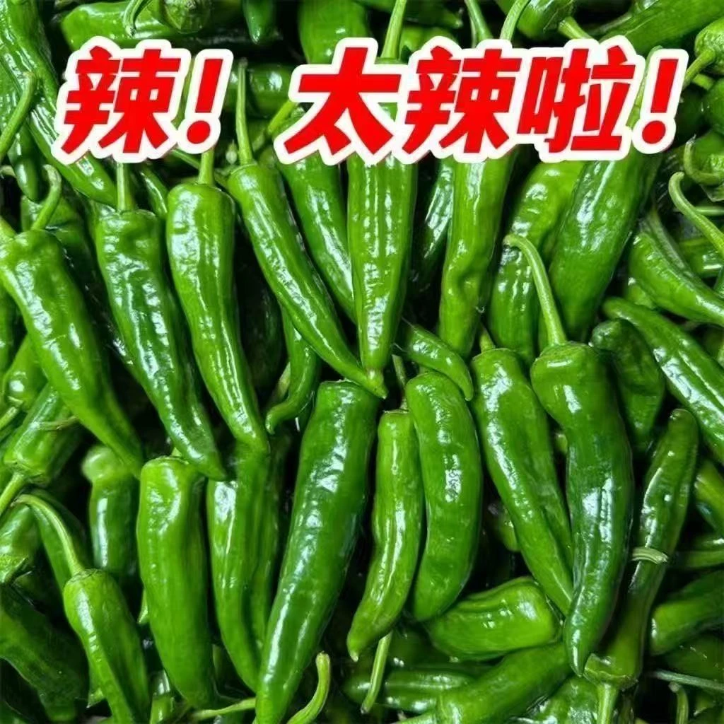辣妹子辣椒新鲜蔬菜农家超级特别自种正宗山东薄皮青椒特辣尖椒