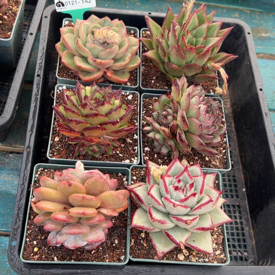 从前慢多肉精选编号0121.142