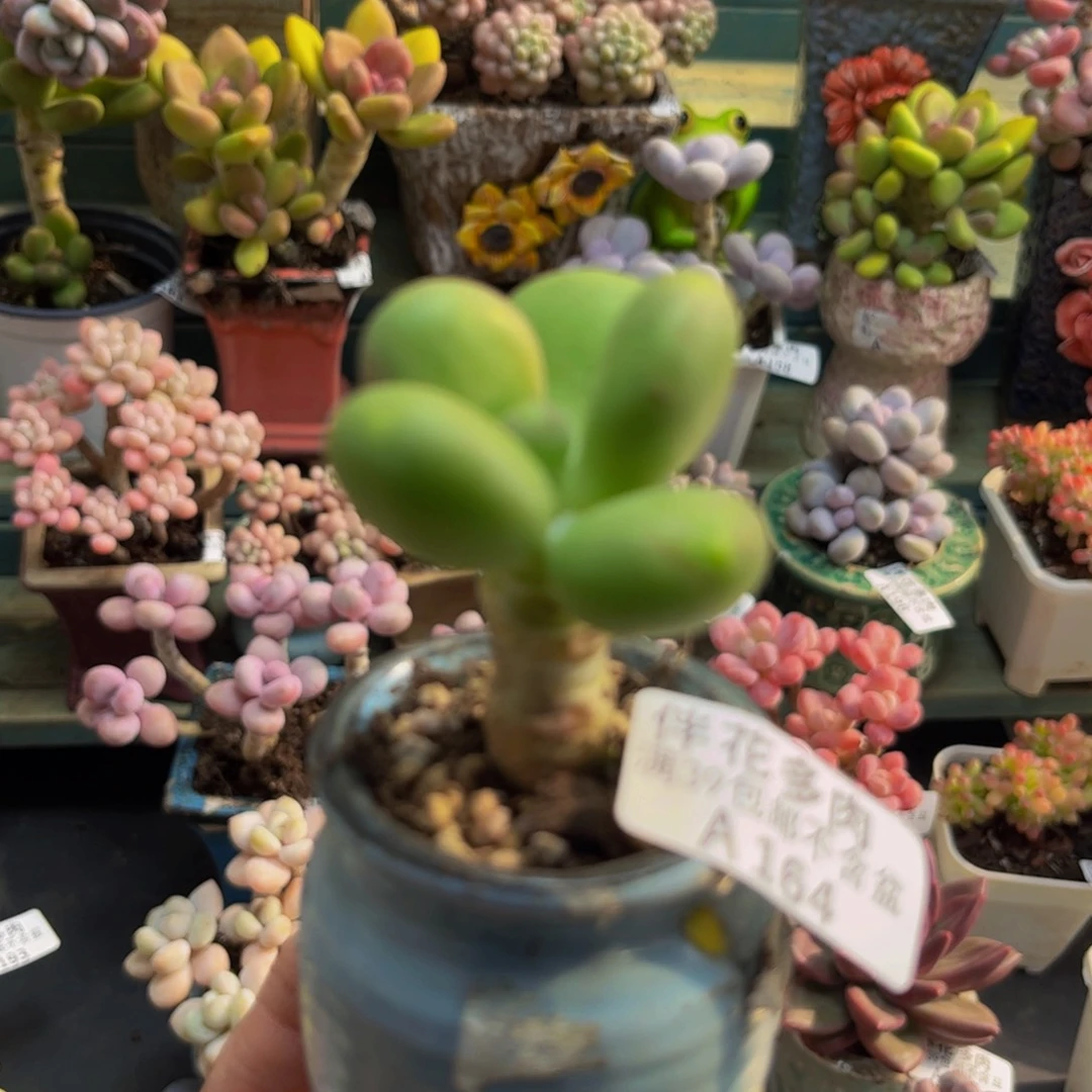 164芒果奶5cm多肉