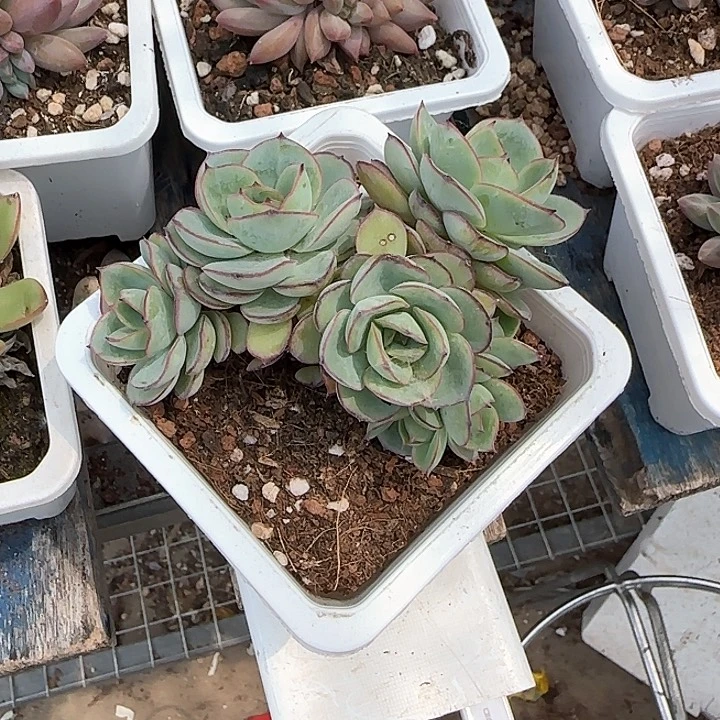 青蛙王子儿童牙膏？