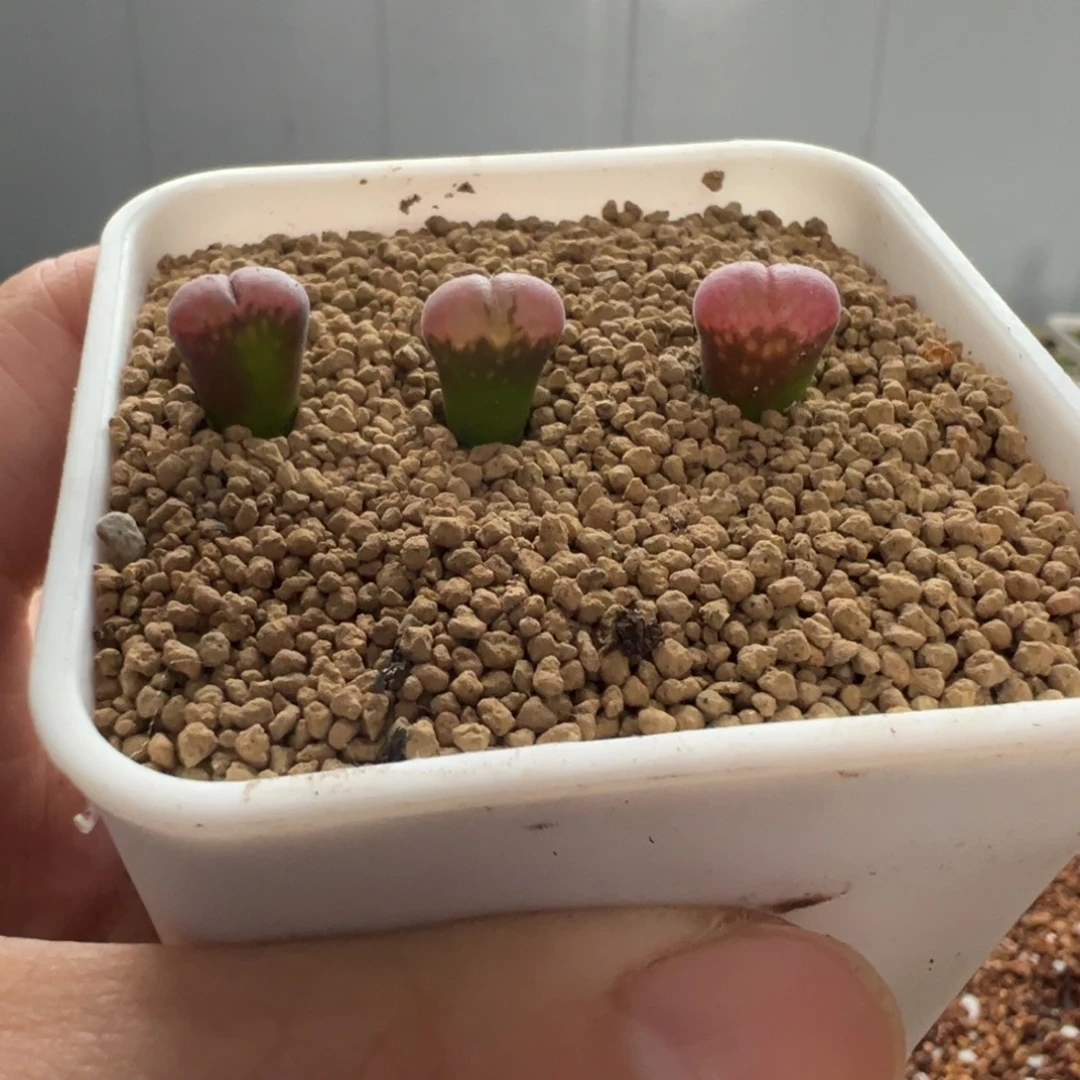 C10苗一棵福利特。。。。。。。