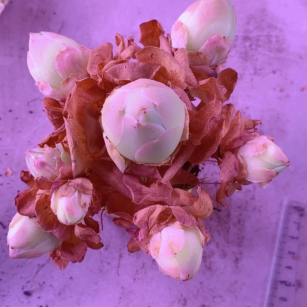 水蜜桃群一物一拍009