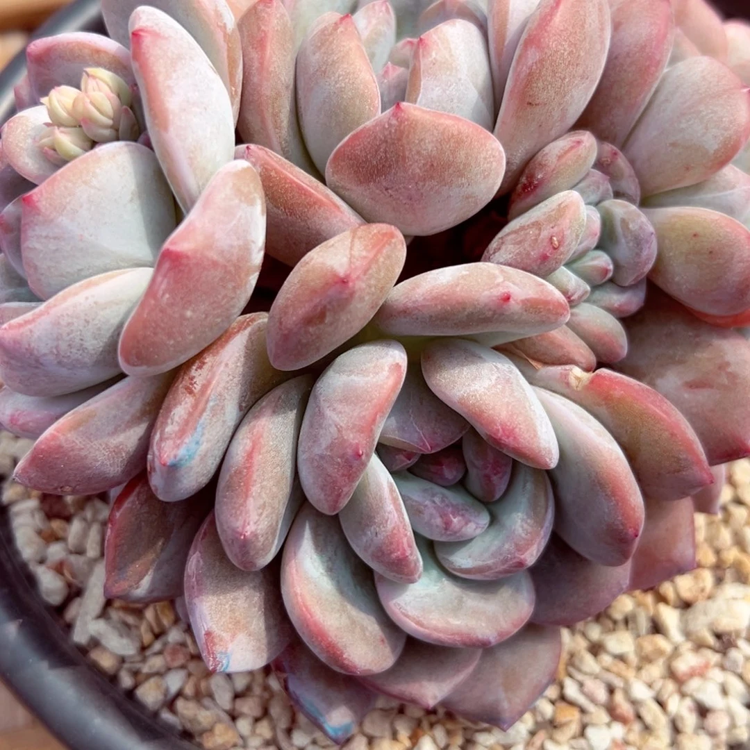 芯*芯蓝石榴籽多肉11头