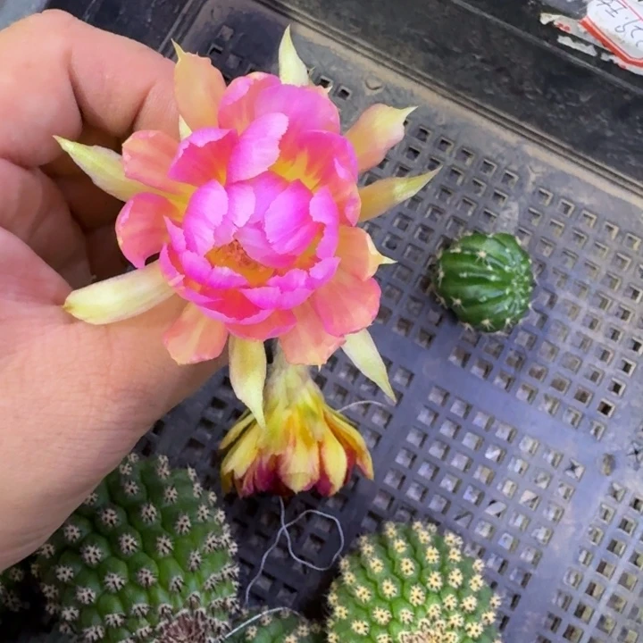 310丽花汤姆歪无根侧牙3公分左右，20包邮