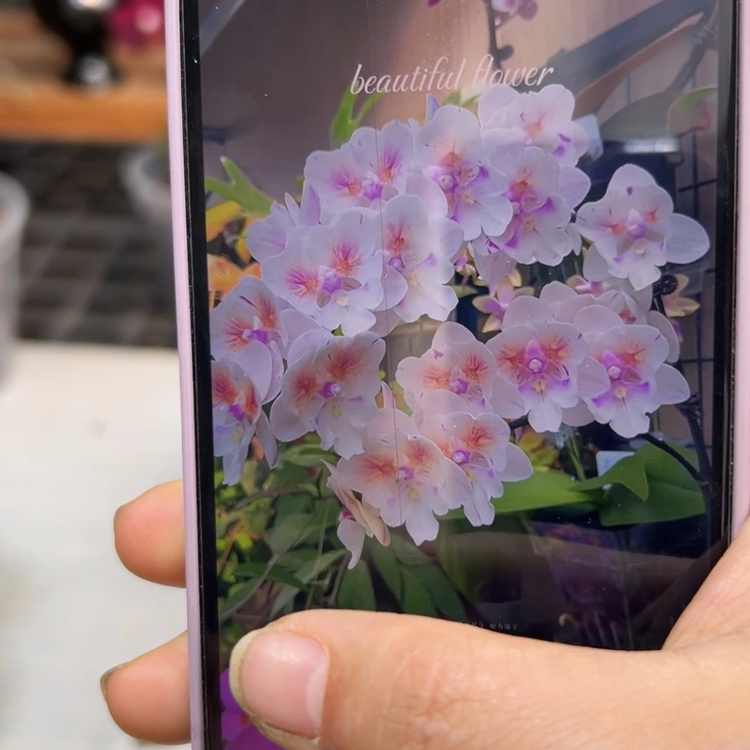 无花朵斯华洛交大婚纱