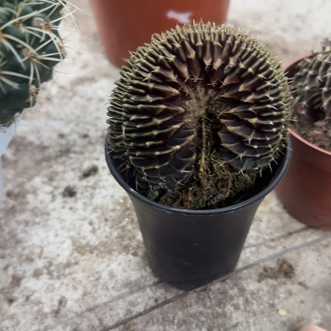 花花花花花花花花花花花花