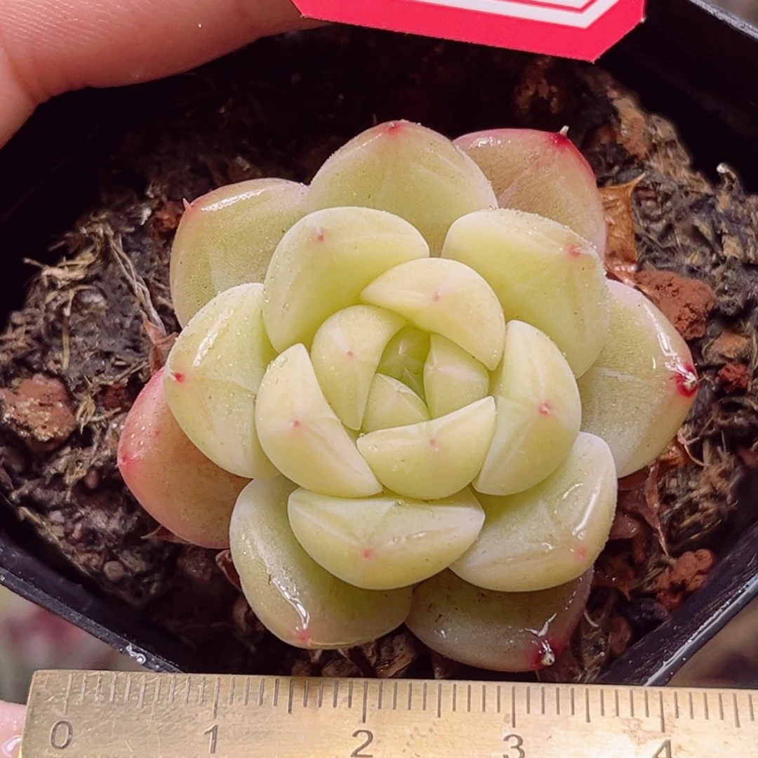 E760一物一拍 荷塘