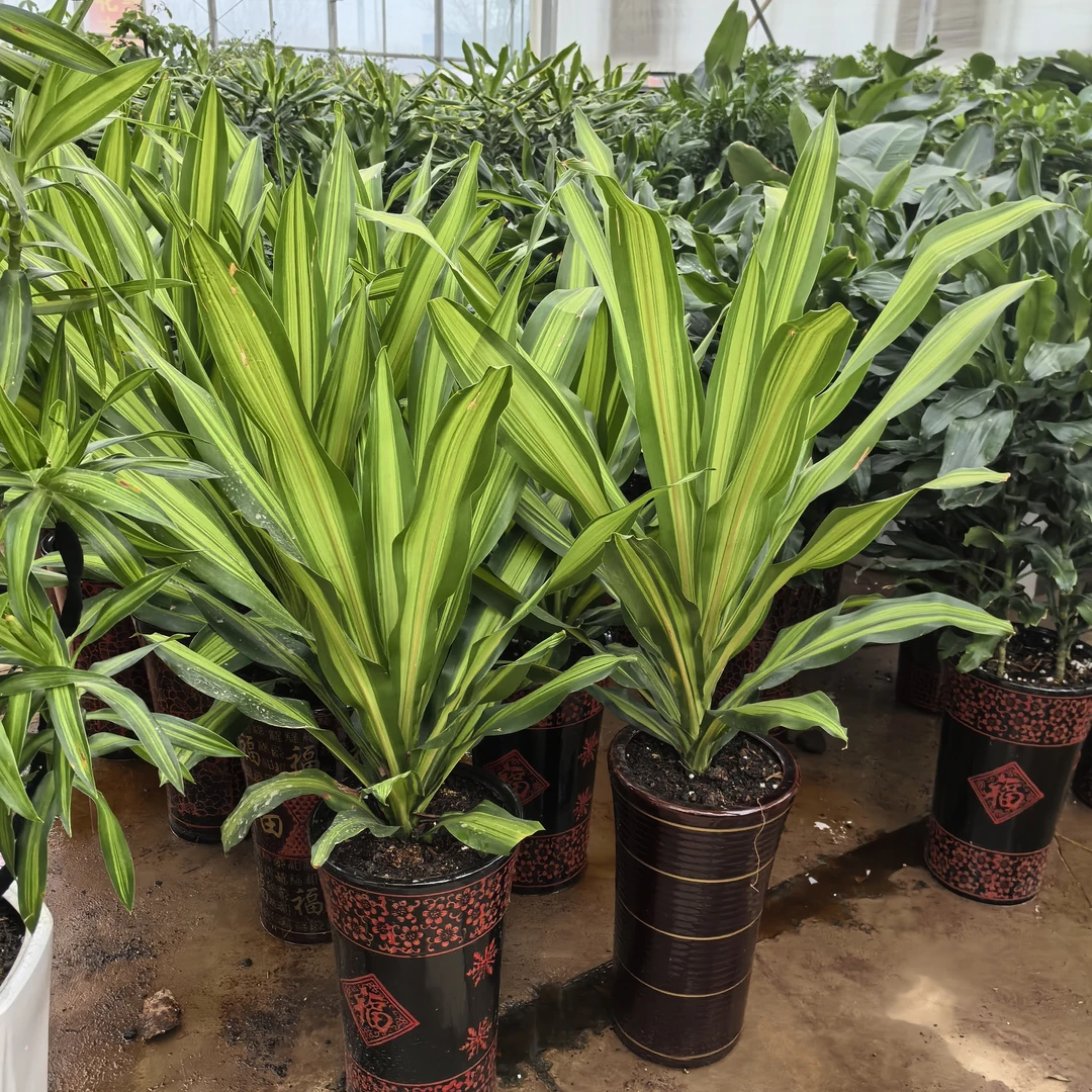 盆栽好养金星也门铁