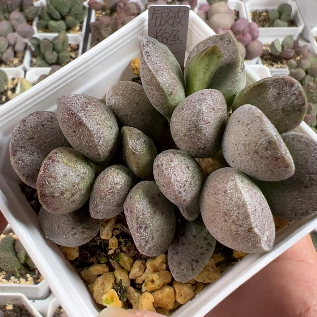 w银波粉蛋多肉植物水泡