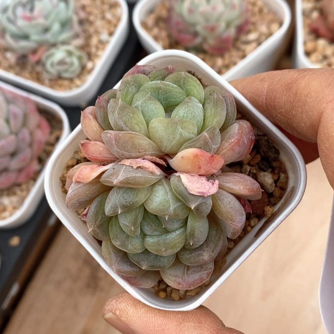 精品多肉一物一拍不包整318