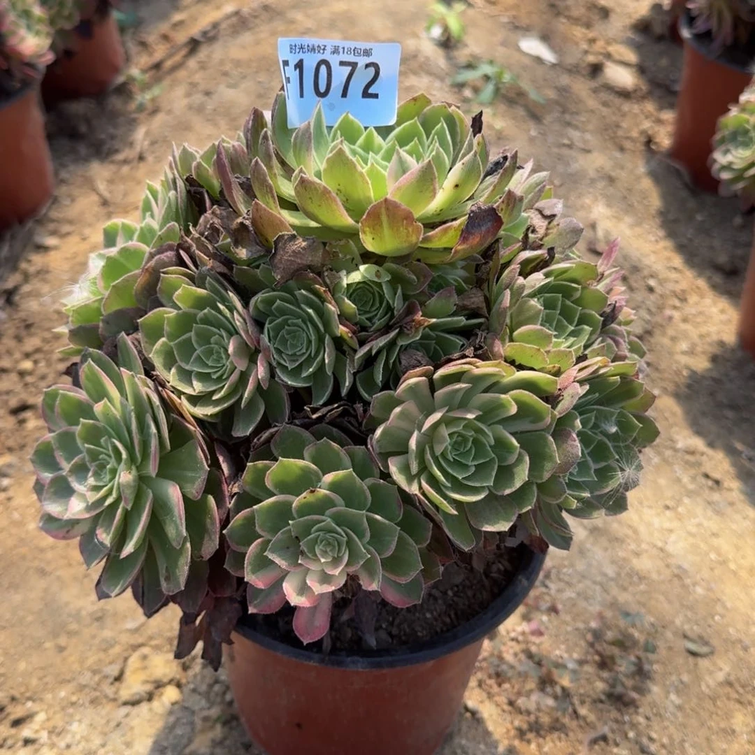 1072万花筒多肉植物