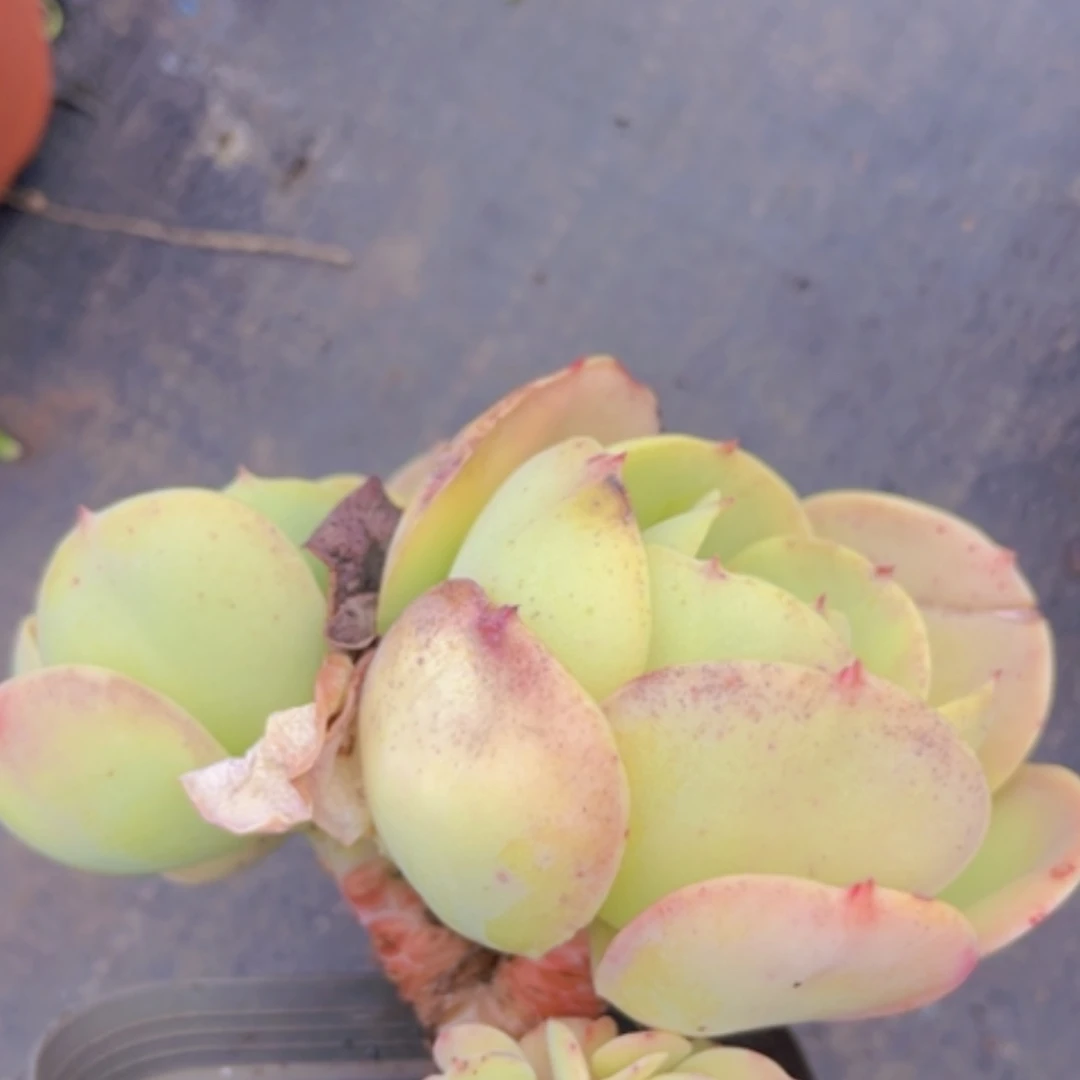 【闪购商品】碧桃0588