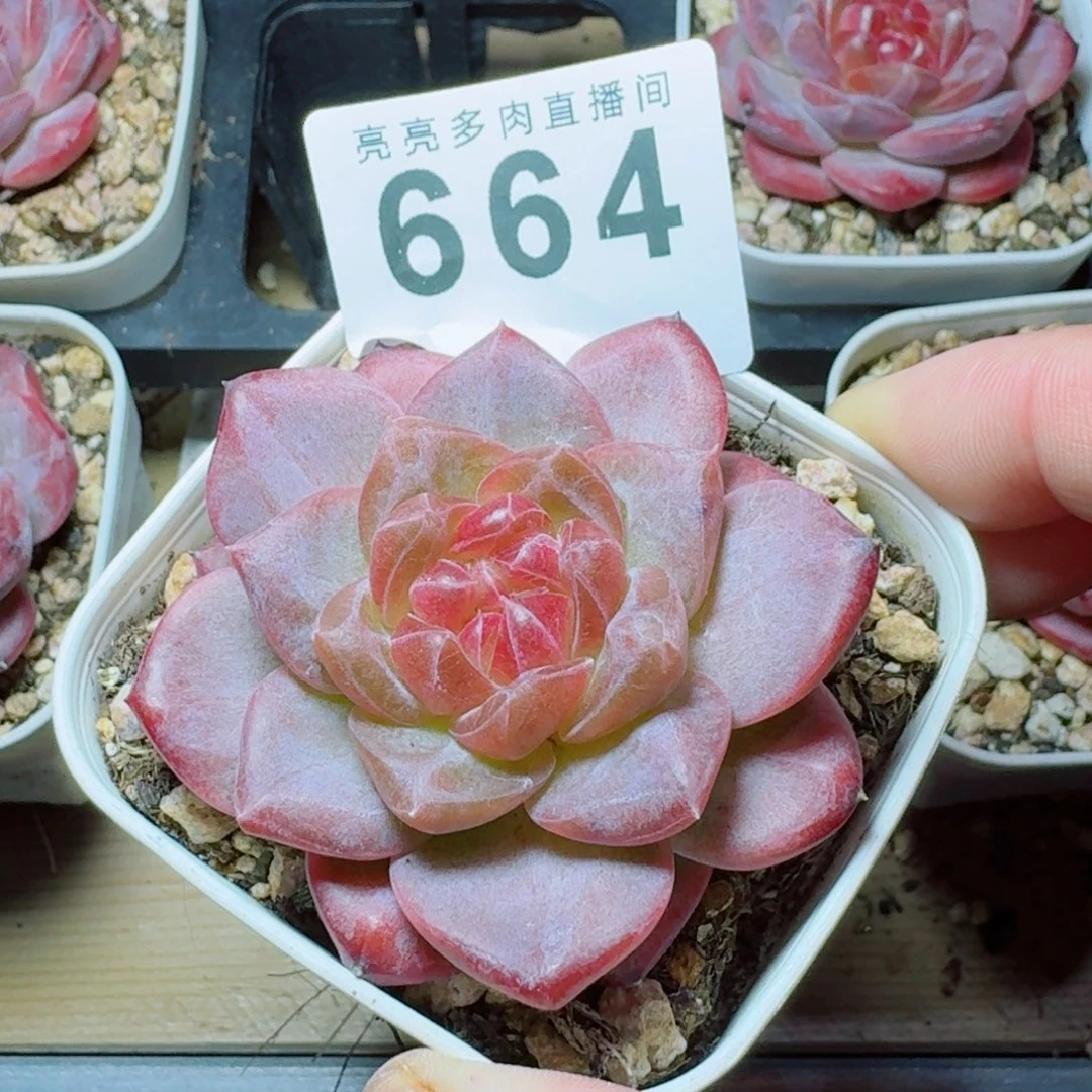 *****灯芯琥珀            精美多肉植物