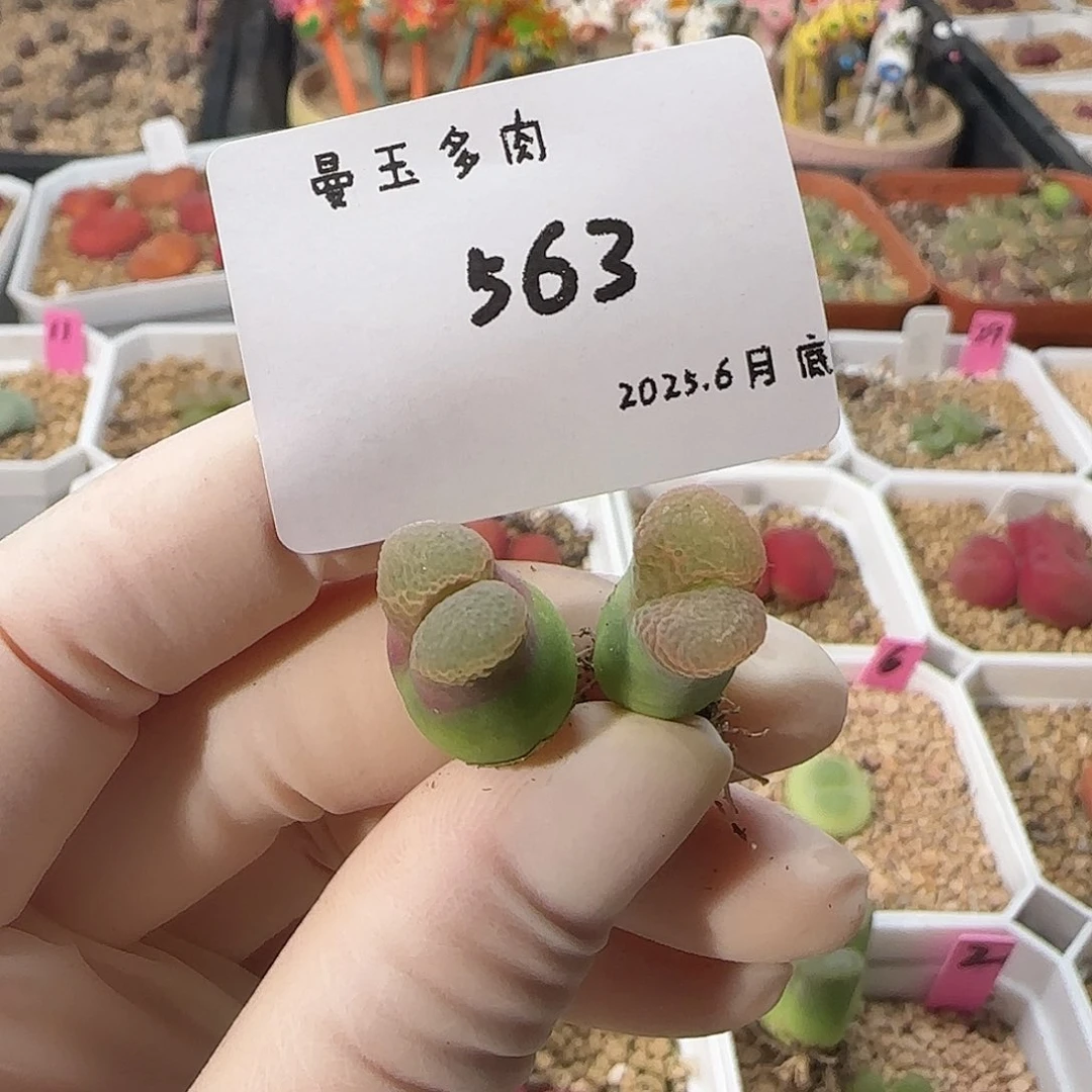 麻***薯多肉多肉多天6.29-563