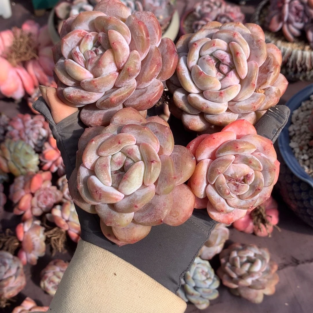 一****℘哈哈哈哈哈哈哈哈哈哈