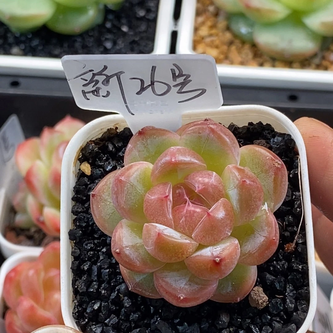 天官赐福百无禁忌