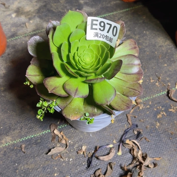 萍*瑞妈一物一拍970