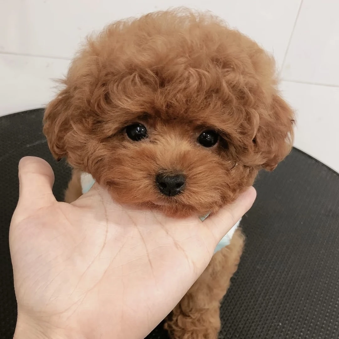 【刘氏宠物】精品狗狗活体链接 比熊泰迪雪纳瑞约克夏西高地