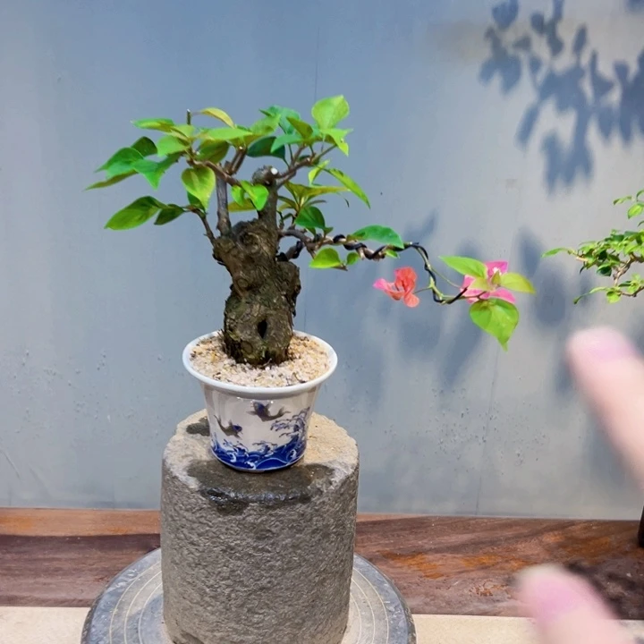 风***子当前无花栽培后可以开花同安红三角梅