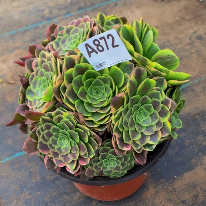 872嘉年华。