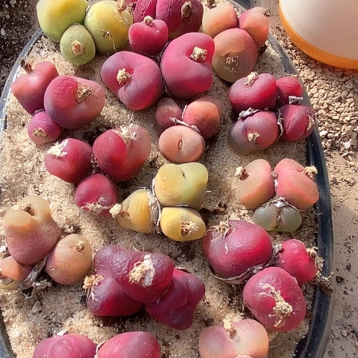 28511三头群生大毛一颗