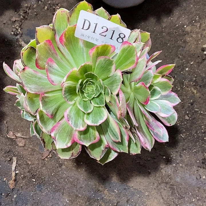 1218粉海王多肉叶片有焦边