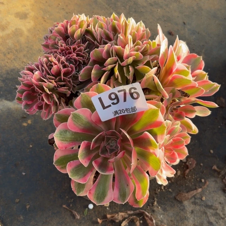 瑞妈多肉园艺976+